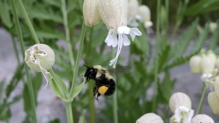 Bombus impatiens at Tommy Thompson Park