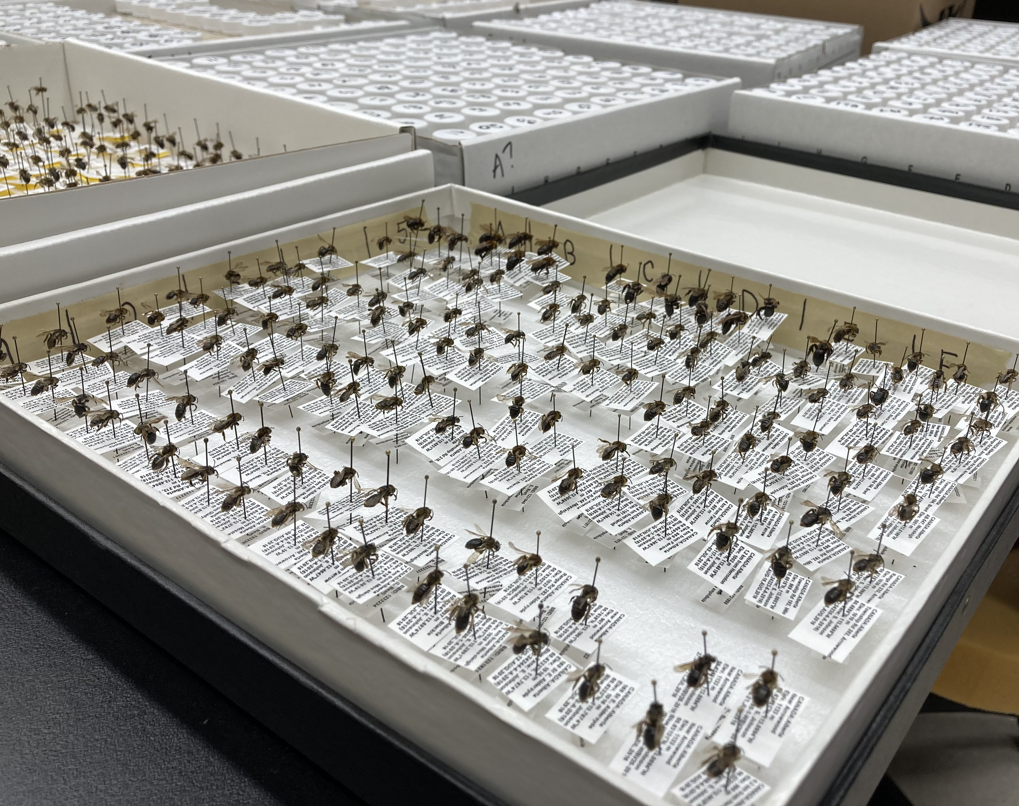 bees in lab storage